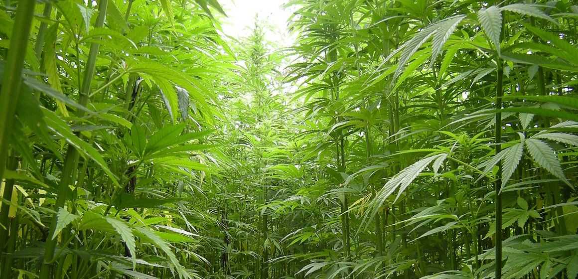 The Best Humidity for Marijuana Plants