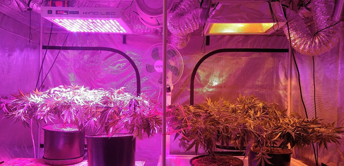 Start Growing Marijuana for Under $300 (Shopping List)