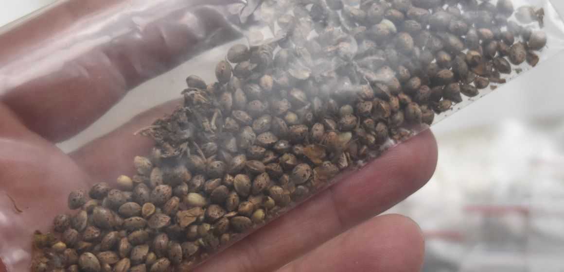 How to Safely Store Cannabis Seeds