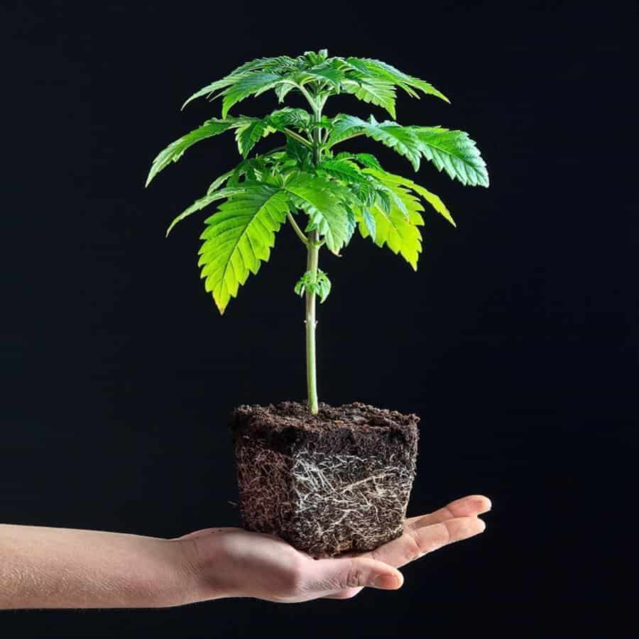 healthy cannabis clone plant