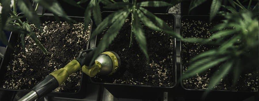 watering your cannabis plant