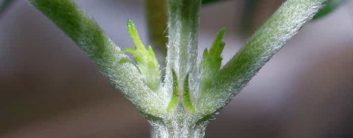 hermaphroditic cannabis pre-flowering