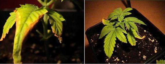 Cannabis plant with a nutrients deficiency