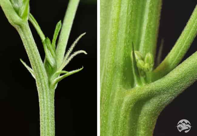 Cannabis male and female pre-flowering comparison