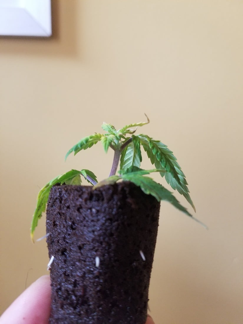 Clone rooting