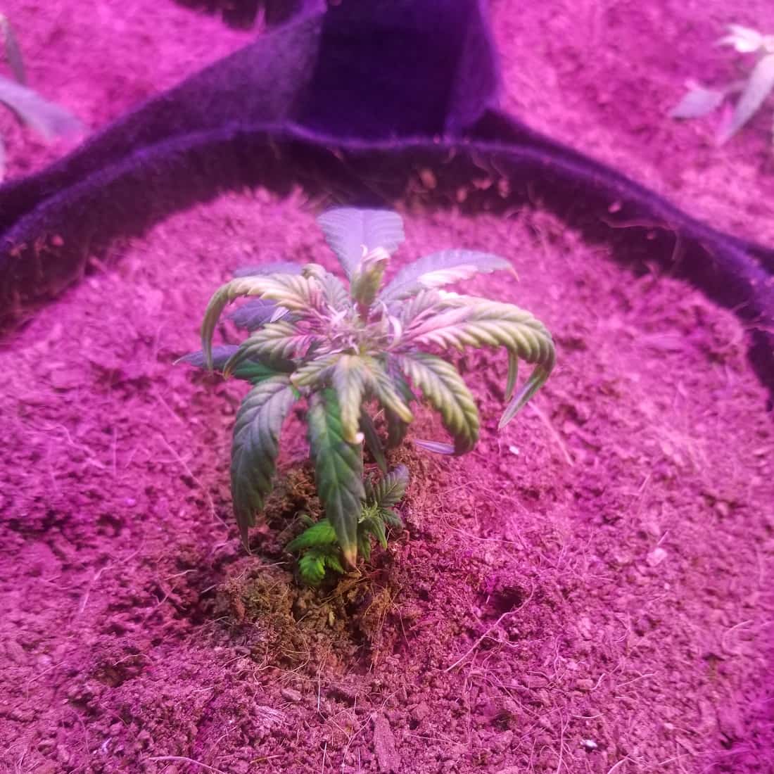 Wilted clone after transplant
