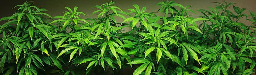 marijuana vegetation