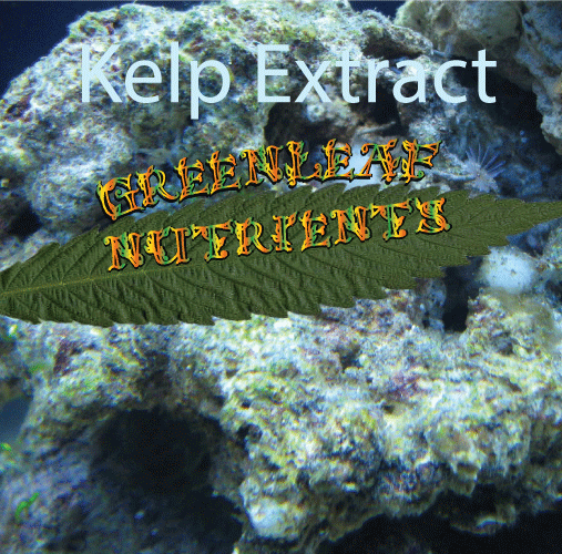 Kelp Extract by Greenleaf Nutrients