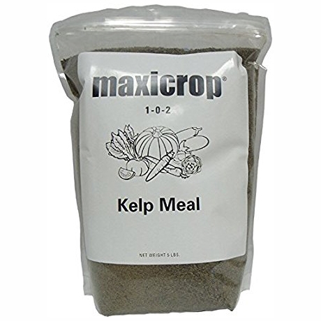 Kelp Meal Marijuana Nutrient