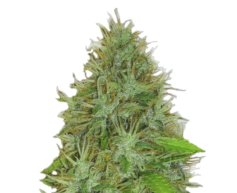 2 Fast 2 Vast by Heavyweight Seeds