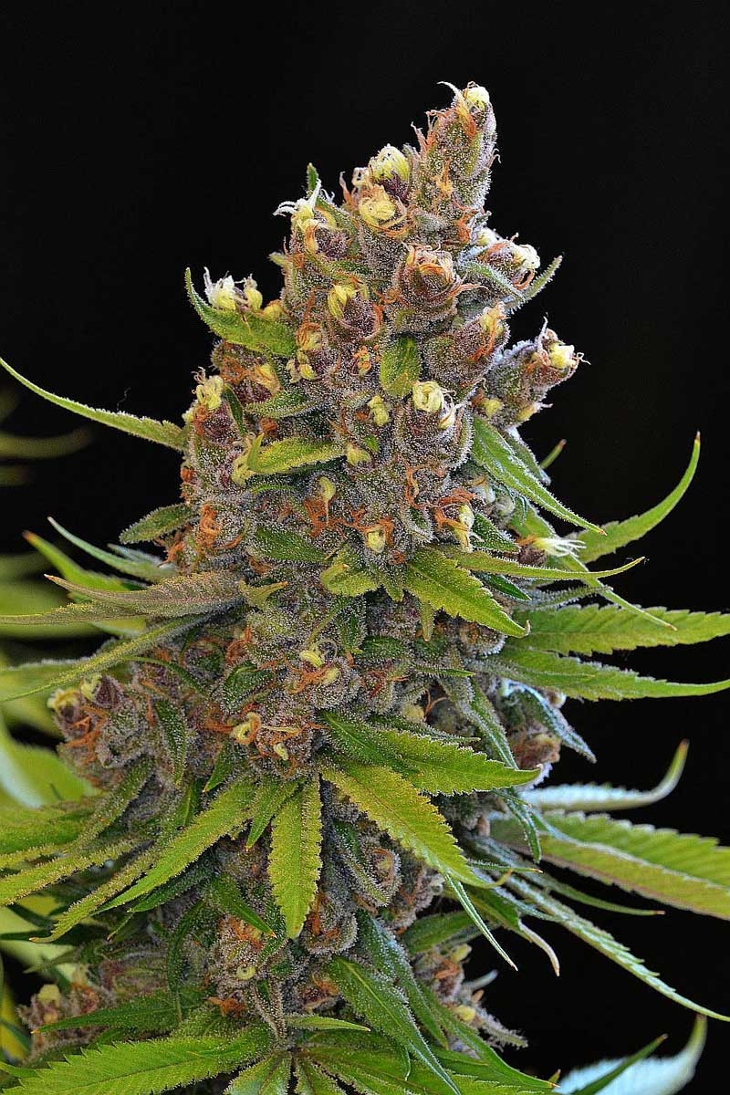 Ace Of Spades by TGA Genetics Subcool Seeds