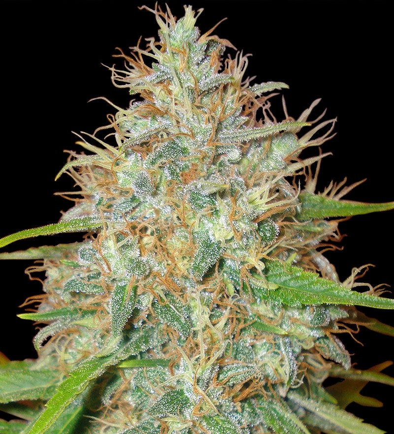 Afgan Kush X Skunk Marijuana Seeds