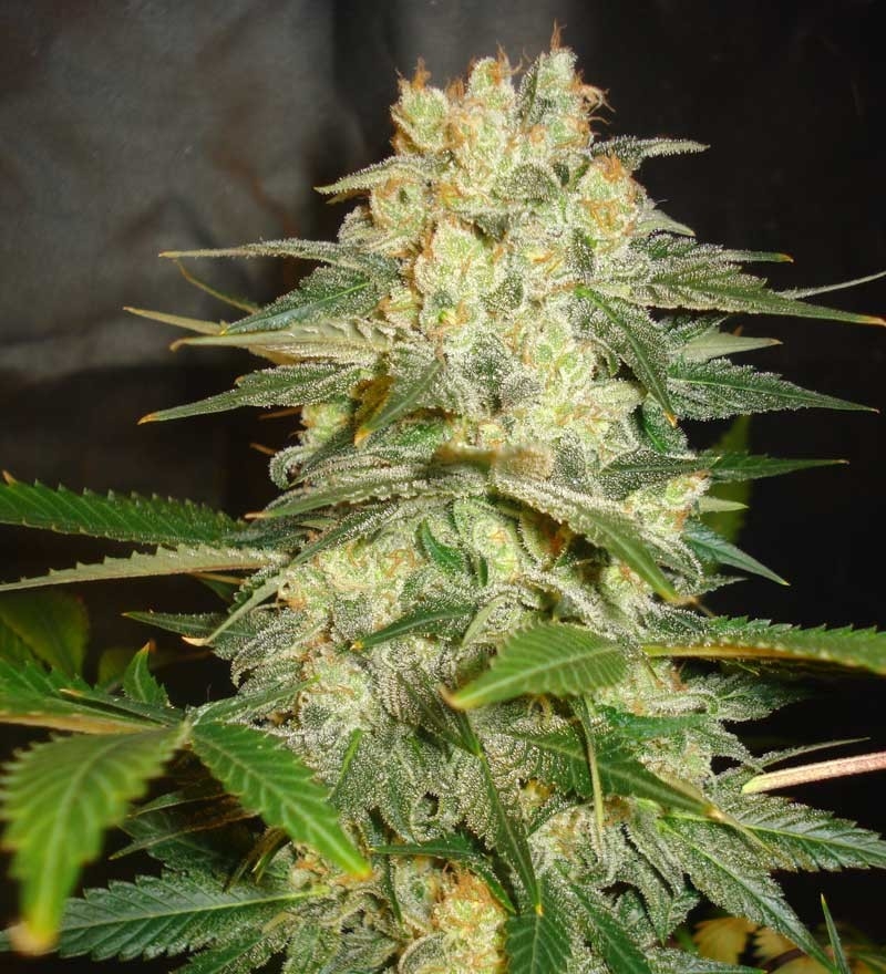 Afghan Kush Ryder by World of Seeds