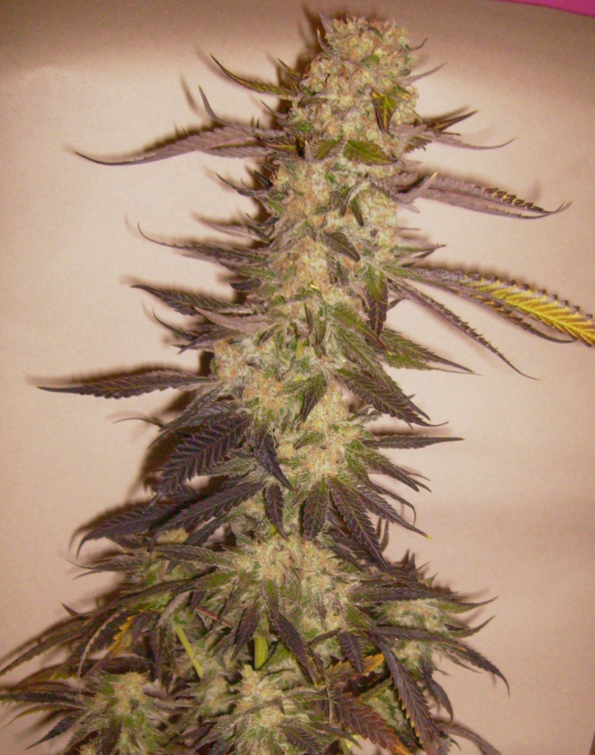 Afghan Kush Special Marijuana Seeds