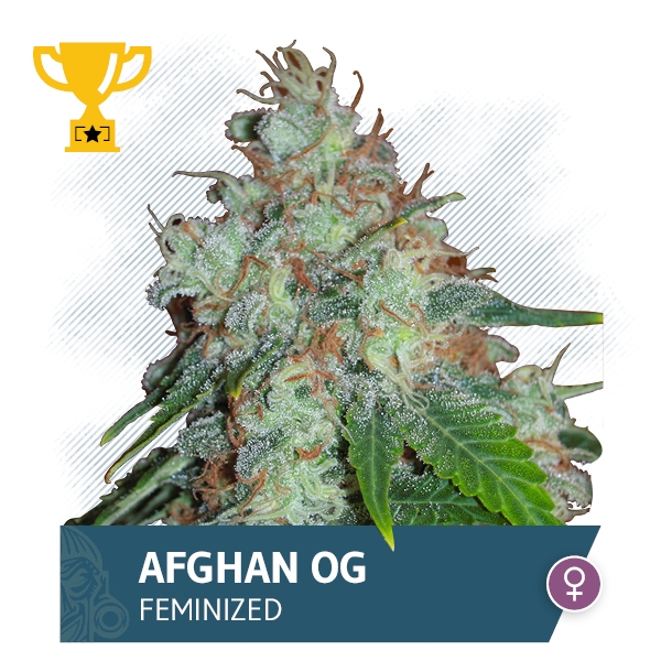 Afghan OG Marijuana Seeds