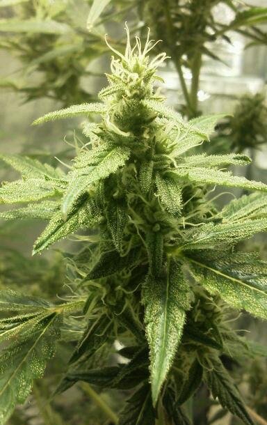 AK-49 Auto by Vision Seeds