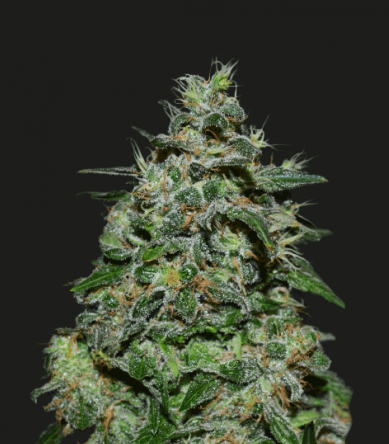AK Kush Express Marijuana Seeds
