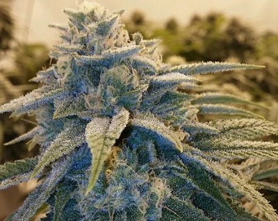 Alpine OG Marijuana Seeds