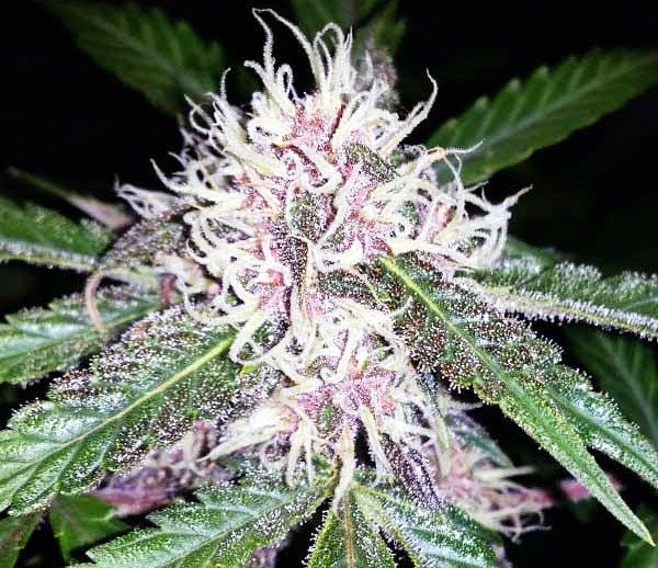 Amber Marijuana Seeds