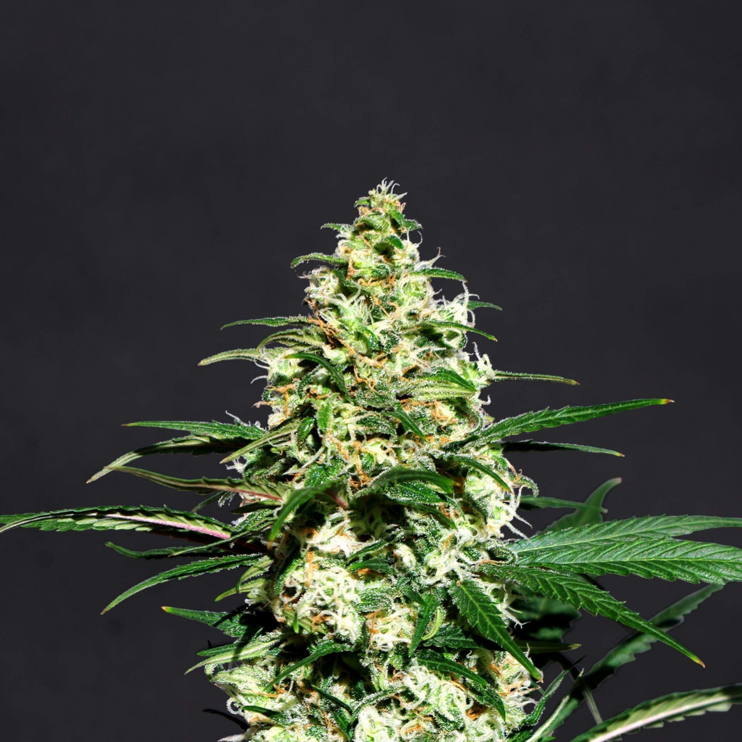 Amnesi-K Marijuana Seeds