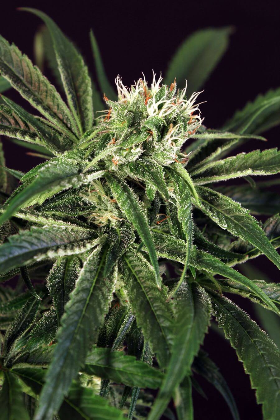 Amnesia #7 Marijuana Seeds