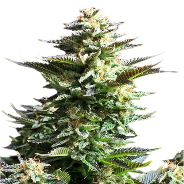 Amnesia Haze Marijuana Seeds