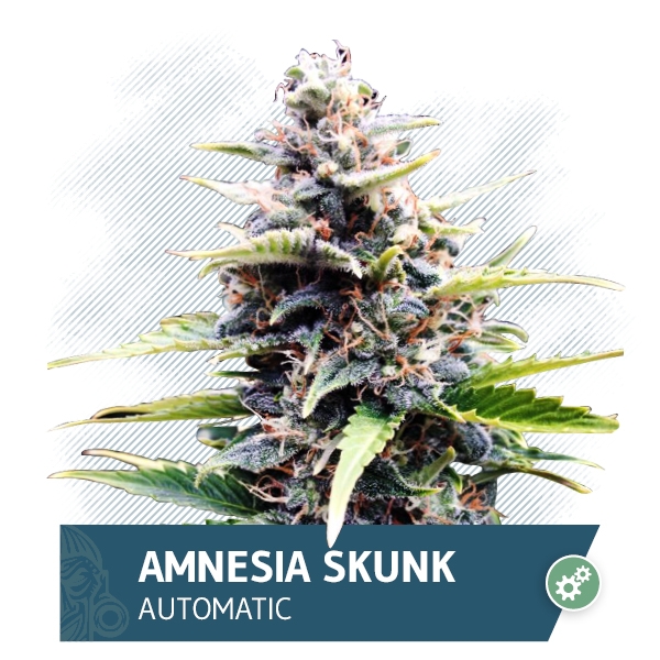 Amnesia Skunk Automatic Marijuana Seeds