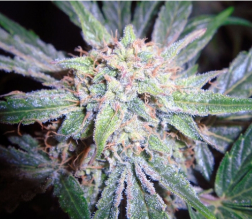 Amnesia Stone #2 Marijuana Seeds