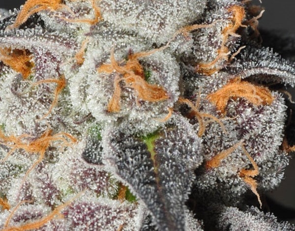 Anesia Scout Cookies Marijuana Seeds