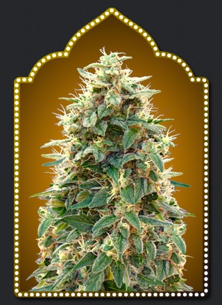 Auto 00 Hashchis Marijuana Seeds