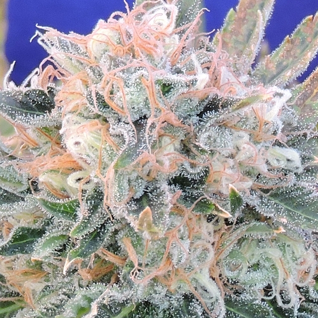 Auto Blueberry Ghost OG Feminized Seeds Marijuana Seeds