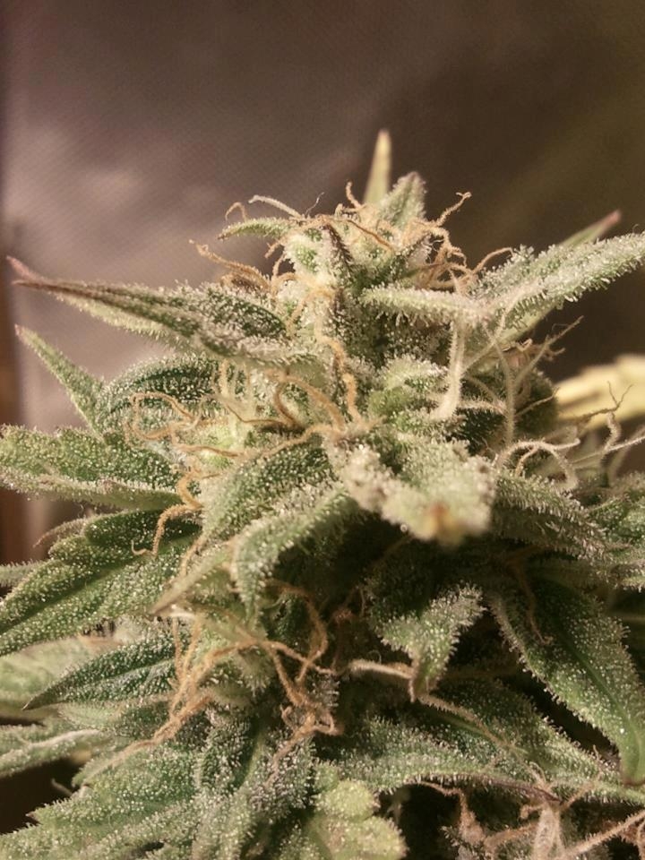 Auto Bubble by Female seeds