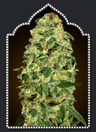 Auto California Kush Marijuana Seeds