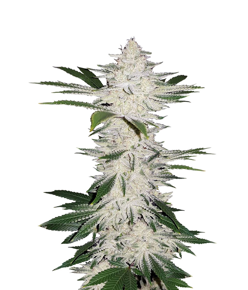 Auto Chemdawg Marijuana Seeds