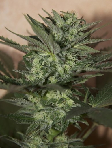 Auto Great White Shark by Canuk Seeds