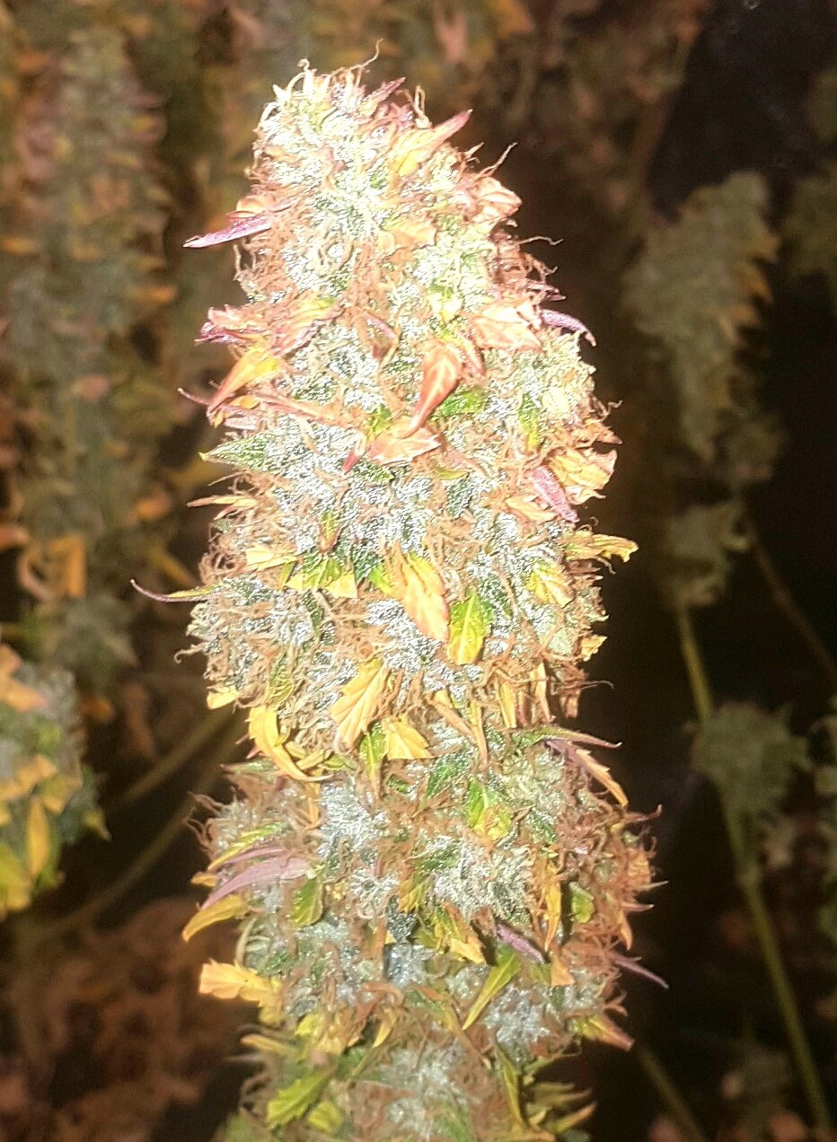 Auto Jack by Paradise Seeds