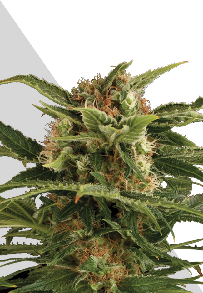 Auto Pounder by Auto Seeds