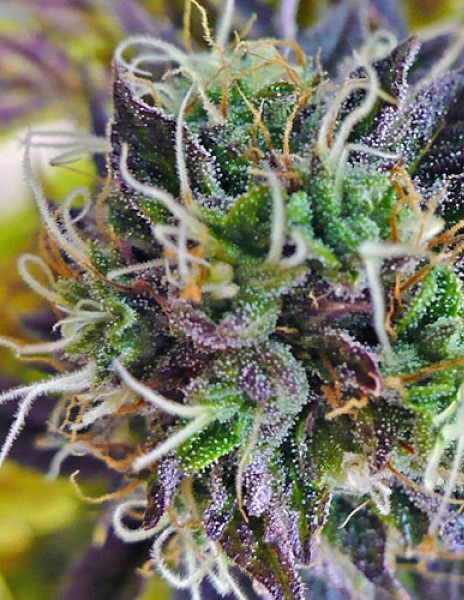 Auto Purple Kush Marijuana Seeds
