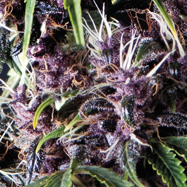 Auto Purple Marijuana Seeds