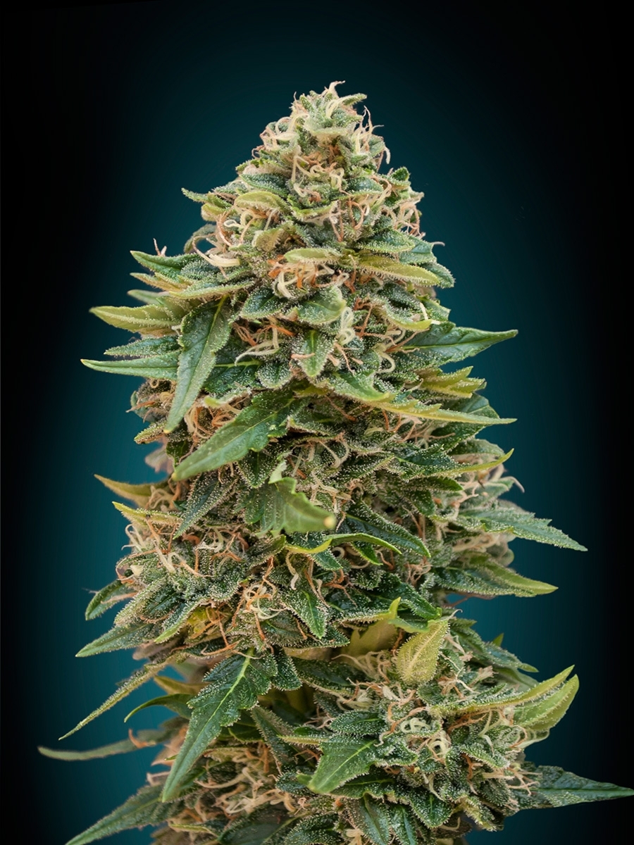 Auto Skunk 47 by Advanced Seeds