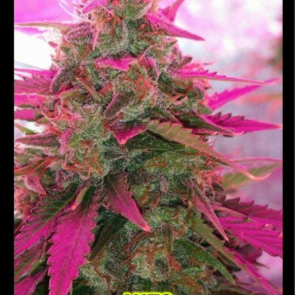 Auto Sweet Tooth Marijuana Seeds