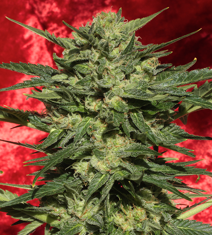 Autoflowering White Russian #1 by Serious seeds