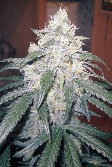 Beary White Marijuana Seeds