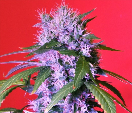 Berry Bomb Auto Marijuana Seeds