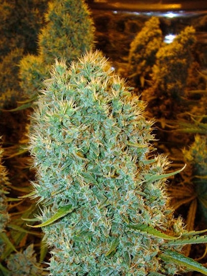 Big Bazooka Marijuana Seeds