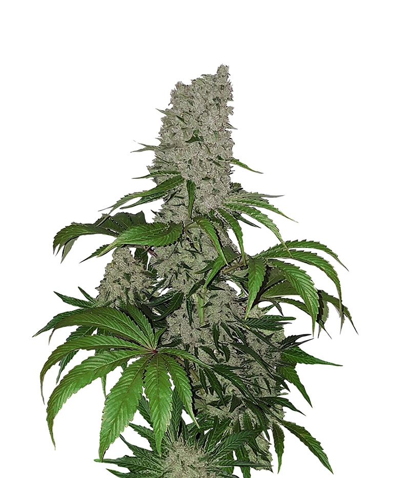 Big Bud Marijuana Seeds