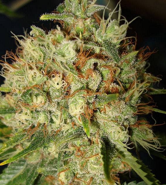 Big Bud XXL by Ministry of Cannabis