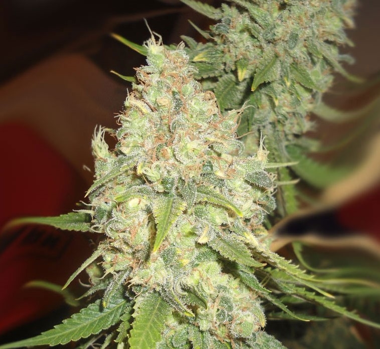 Black Berry OG by Emerald Triangle Seeds