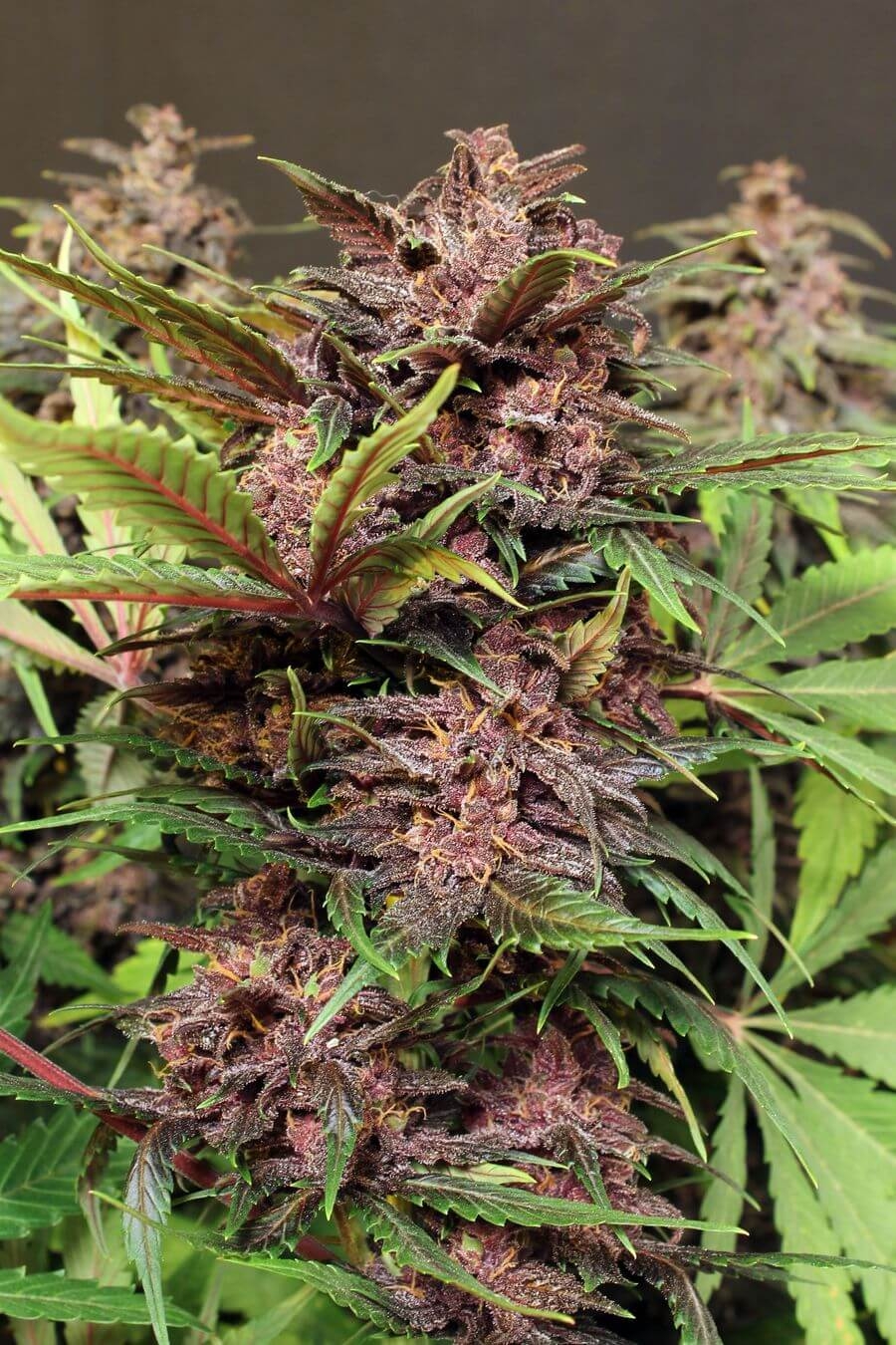 Black Haze by Exotic Seed
