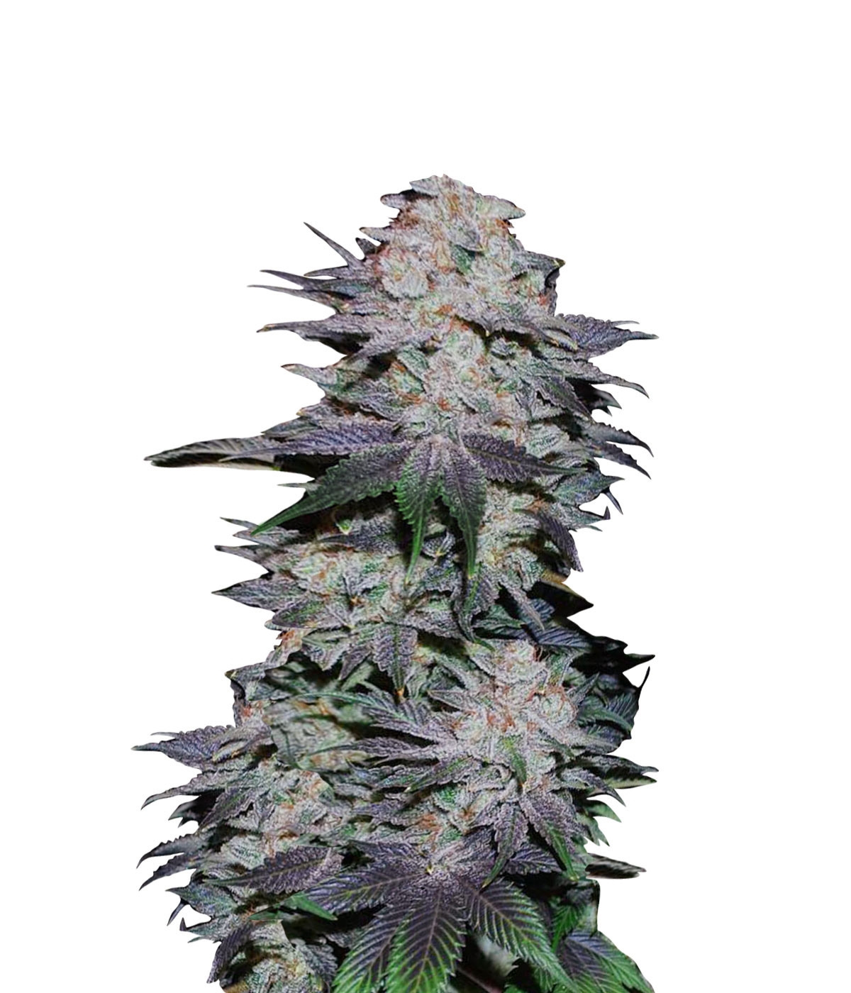 Grown by landymick-googlemail-com
